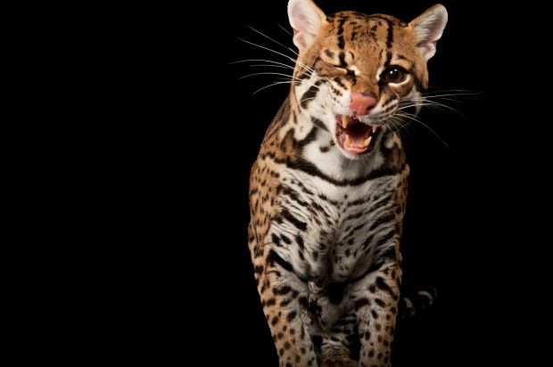 Ocelot